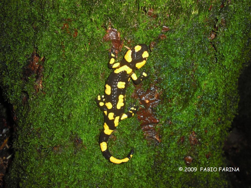 Salamandra pezzata - Salamandra salamandra gigliolii